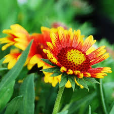 We did not find results for: Southwood Gaillardia Arizona Sun 1 Southwood