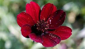Pin On Garden