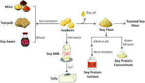 Anti Obesity Molecular Mechanism Of Soy Isoflavones Weaving