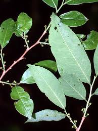 Image result for Margaritaria