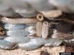 Image result for bed bugs eggs