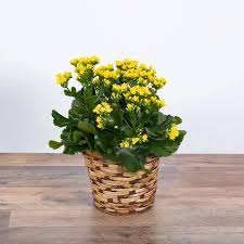 Image result for Kalanchoe