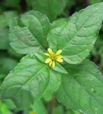 Image result for Synedrella nodiflora