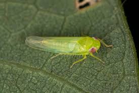 Image result for Empogona sp. A