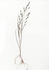 Image result for Eragrostis pilosa