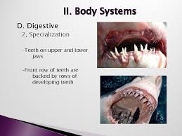 Check spelling or type a new query. Lecture 3 Class Chondrichthyes The Cartilaginous Fishes Chapter