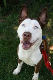 Basset hound pit bull mix (basset bull) this is the result of mixing two very different dogs. 17 Insane Pit Bull Mixes You Need To See Right Now