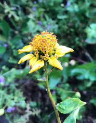 Image result for Disperis virginalis