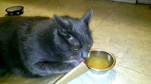 A delicious any time treat. Cat Tastes His Chicken Broth Youtube