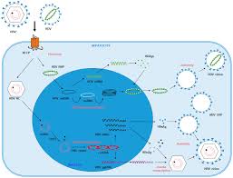 It can be passed to others through direct contact with blood, unprotected sex, use of illegal drugs, unsterilized or. Viruses Free Full Text Cell Culture Models For The Investigation Of Hepatitis B And D Virus Infection