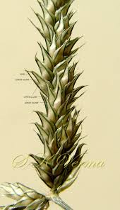 Image result for Acrachne