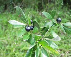 Image result for Rhoicissus digitata