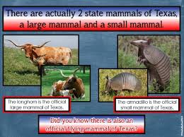 Texas Symbols Powerpoint Using All Real Pictures Of Animals Symbols And Places All About Texas Texas Symbols Texas Poster State Symbols