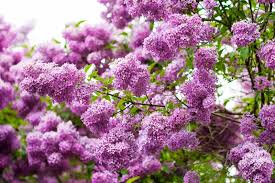Purple flowers that smell good. 19 Fragrant Flower And Shrub Favorites Gardener S Path