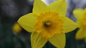 The Spring S Trumpet Daffodil Magical Properties And Uses Magical Herbs Daffodil Flower Daffodil Photos Flower Photos