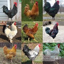 Privett hatchery po box 176 portales, nm 88130 ph: Murray Mcmurray Hatchery All Heavies
