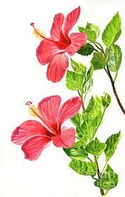 Two Light Red Hibiscus Flowers By Sharon Freeman Dessin Hibiscus Dessin Et Hibiscus