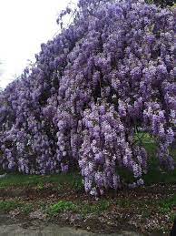 Purple wisteria tree in texas. What A Beautiful Wisteria In Weatherford Texas March 27 2018 Climbing Flowers Wisteria Tree Texas Garden Ideas