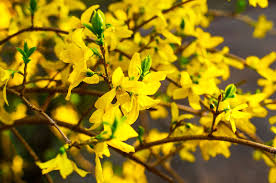 Can You Propagate Forsythia How To Propagate Forsythia Shrubs Planting Shrubs Garden Shrubs Shrubs