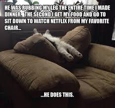 In the mood to watch something funny? I Can Has Cheezburger Netflix Page 2 Funny Animals Online Cheezburger