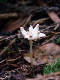 Image result for Burmannia