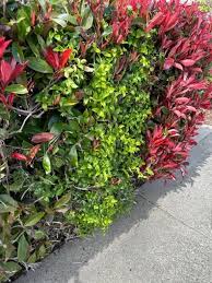 Image result for Asparagus asparagoides