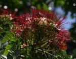 Image result for Albizia adianthifolia × gummifera