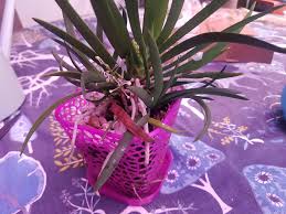 Image result for Podangis dactyloceras