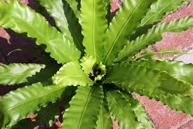Image result for Asplenium