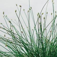Image result for Isolepis sp.no.1