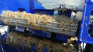 The turkish president appeals for action 'without delay,' citing rising temperatures due to climate change. The Sea Is Dying Turkish Experts Alarmed As Sea Snot Covers Surface Coasts