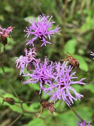 Image result for Vernonia kirungae