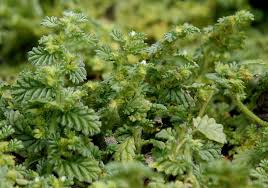 Image result for Coldenia procumbens