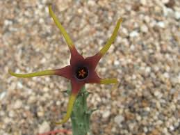 Image result for Orbea lugardii