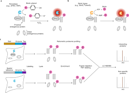 Are required by the fda to have an imprint code. Deciphering Molecular Interactions By Proximity Labeling Nature Methods