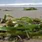 Wrack and Wreath: Mini Explorers (ages 3-5) event image