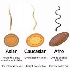 Curly versus straight hair is a very minor genetic difference, it just happens to be less common than the hair on heads. What Is The Difference Between Black People S Hair And White People S Hair What Causes The Difference Quora