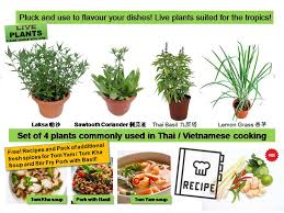 Thai recipes, thai ingredients, thai cooking instructions included source. Set Of 4 Potted Fragrant Herb Plants Commonly Used In Asian Thai Vietnamese Cooking Sawtooth Coriander Thai Basil Laksa Or Vietnamese Mint Lemon Grass 0 4 To 0 6m Height Lazada Singapore