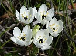 Image result for Ornithogalum flexuosum