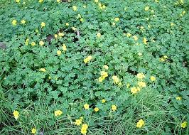 Image result for Oxalis pes-caprae