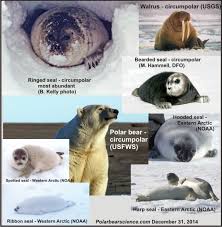 Arctic Seals Polarbearscience