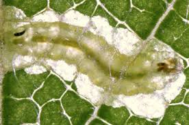 Image result for Stigmella confusella
