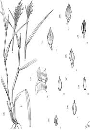 Image result for Urochloa platynota