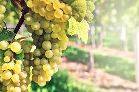 The Difference Between Pinot Grigio Pinot Gris Pinot Blanc Wine Bottle Diy Crafts Wine Bottle Diy Mason Jar Diy