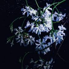 We did not find results for: Starting A Moon Garden To Bring The Senses And Memories To Life