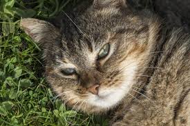 Pourquoi Mon Chat Est Il Agressif Et Comment Le Soigner Chat Agressif Chat Animaux