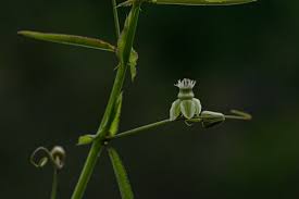 Image result for Basananthe longifolia