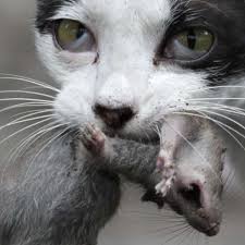 Dieses kleine wesen entwickelt sich in den ersten lebenswochen rasant weiter. Studie Katzen Helfen Nur Bedingt Gegen Ratten Welt