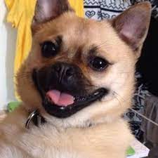 Chug Chihuahua Pug Dog Crossbreeds Dog Breeds Mixed Breed Dogs