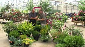 They don't know they don't belong, and they don't know how to get out. resident deer have stripped the meticulously espaliered crab apples and pruned reid avoids plants she's learned they love and opts for fewer flowering ones. Plants The Deer Don T Eat Youtube